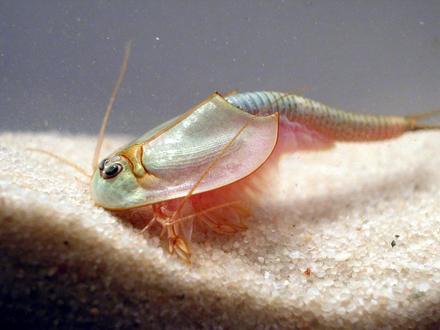 Lebendfutterzucht Triops Urzeitkrebse